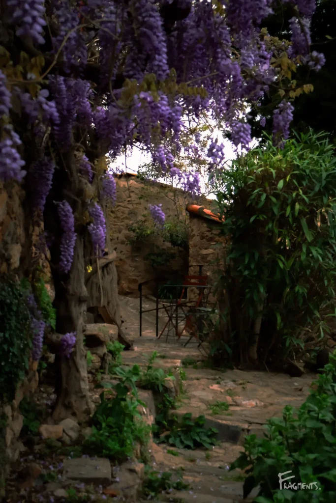 Voyage poétique et photographique à travers Castelnou : contraste entre la pierre et les glycines violettes