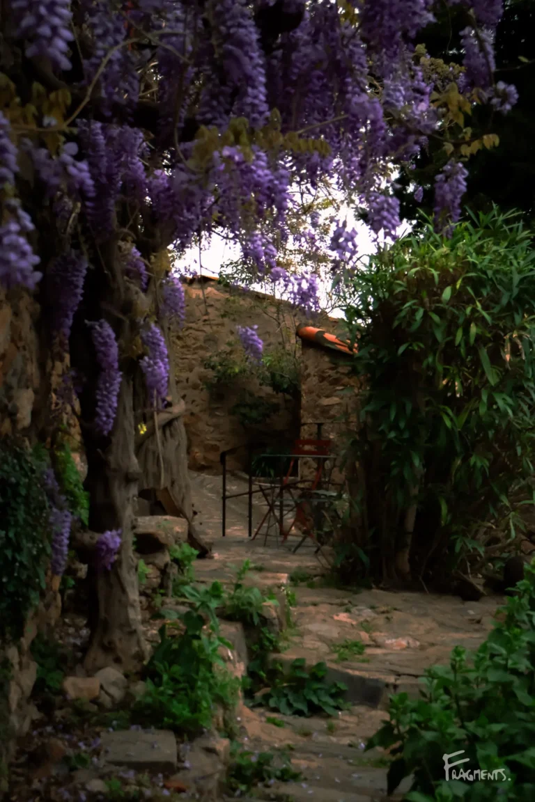 Voyage poétique et photographique à travers Castelnou : contraste entre la pierre et les glycines violettes